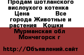 Продам шотланского вислоухого котенка › Цена ­ 10 000 - Все города Животные и растения » Кошки   . Мурманская обл.,Мончегорск г.